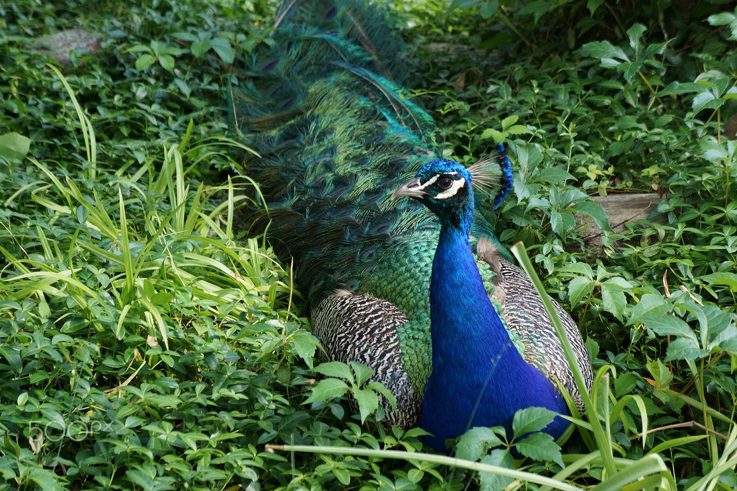 Sony E 18-55mm F3.5-5.6 OSS sample photo. Peacock photography