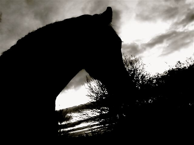 Samsung GT-E2550 sample photo. This is zeus my friends horse, my friend and i bro ... photography