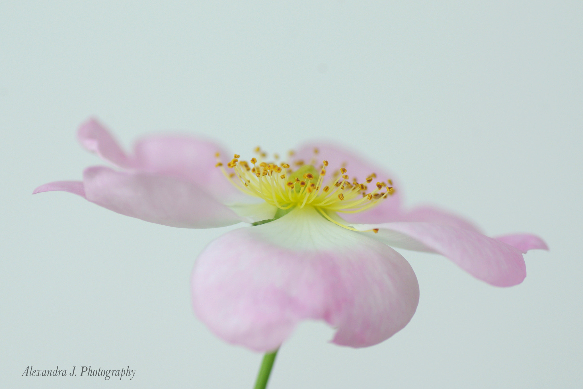 Pentax K10D sample photo