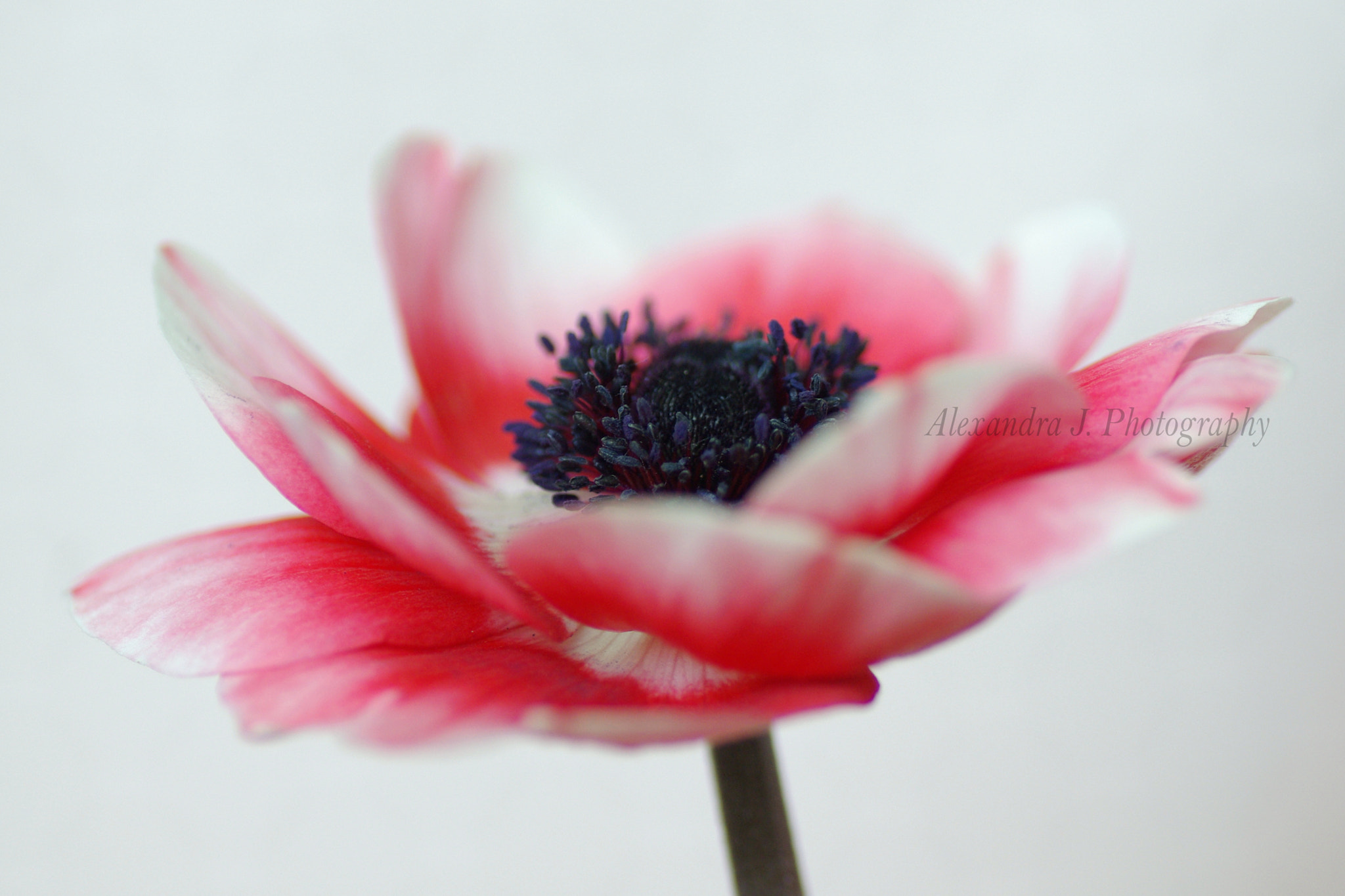 Pentax K10D sample photo