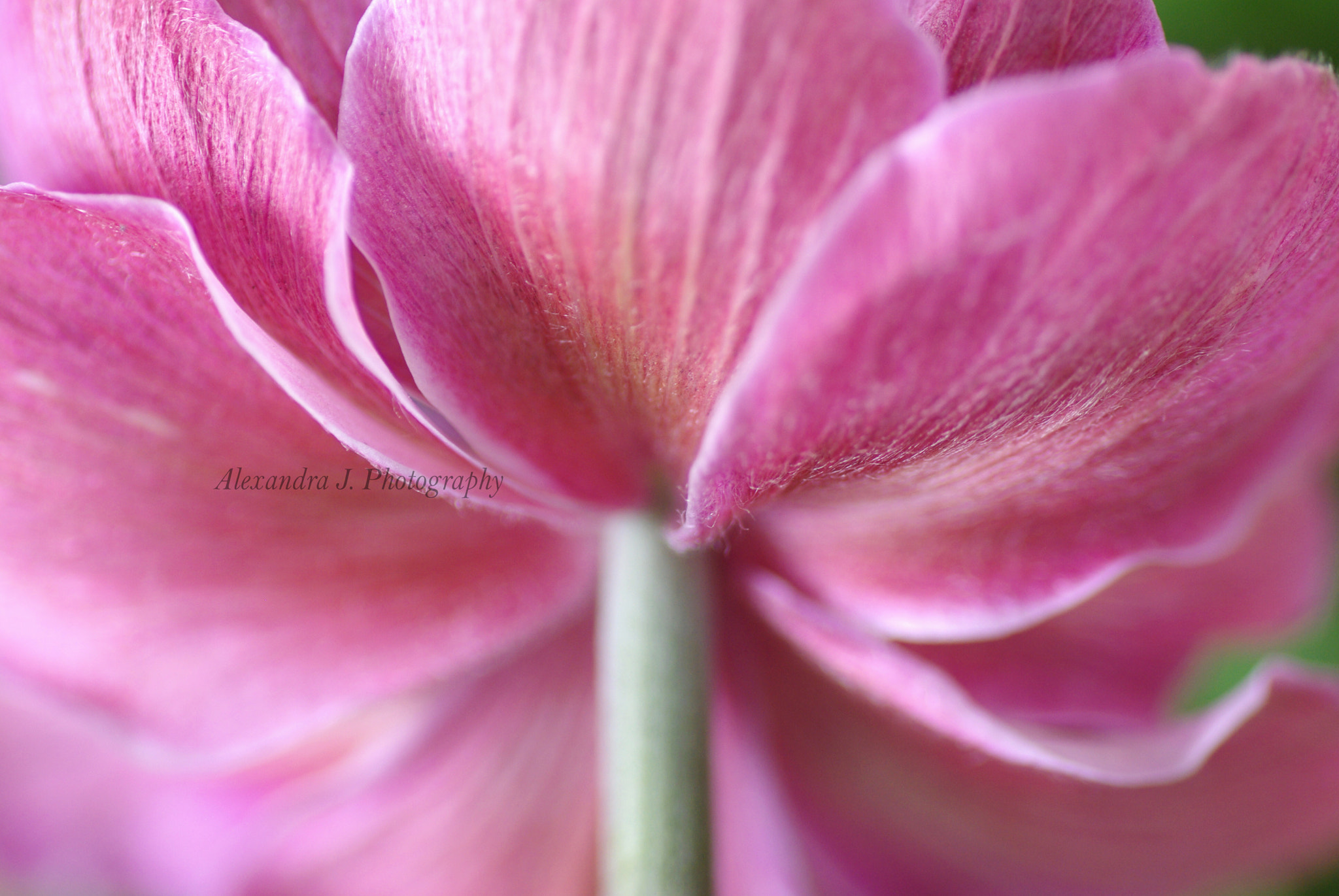 Pentax K10D sample photo