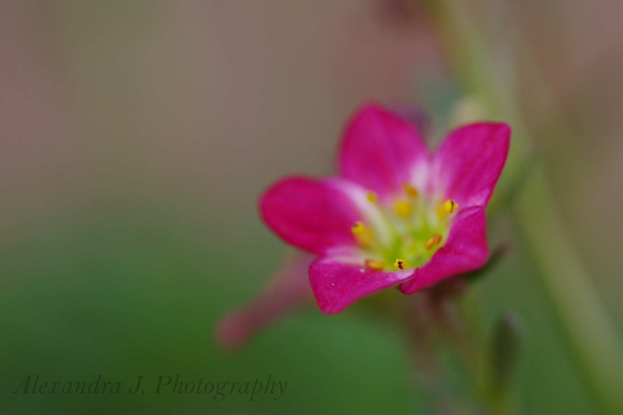 Pentax K10D sample photo