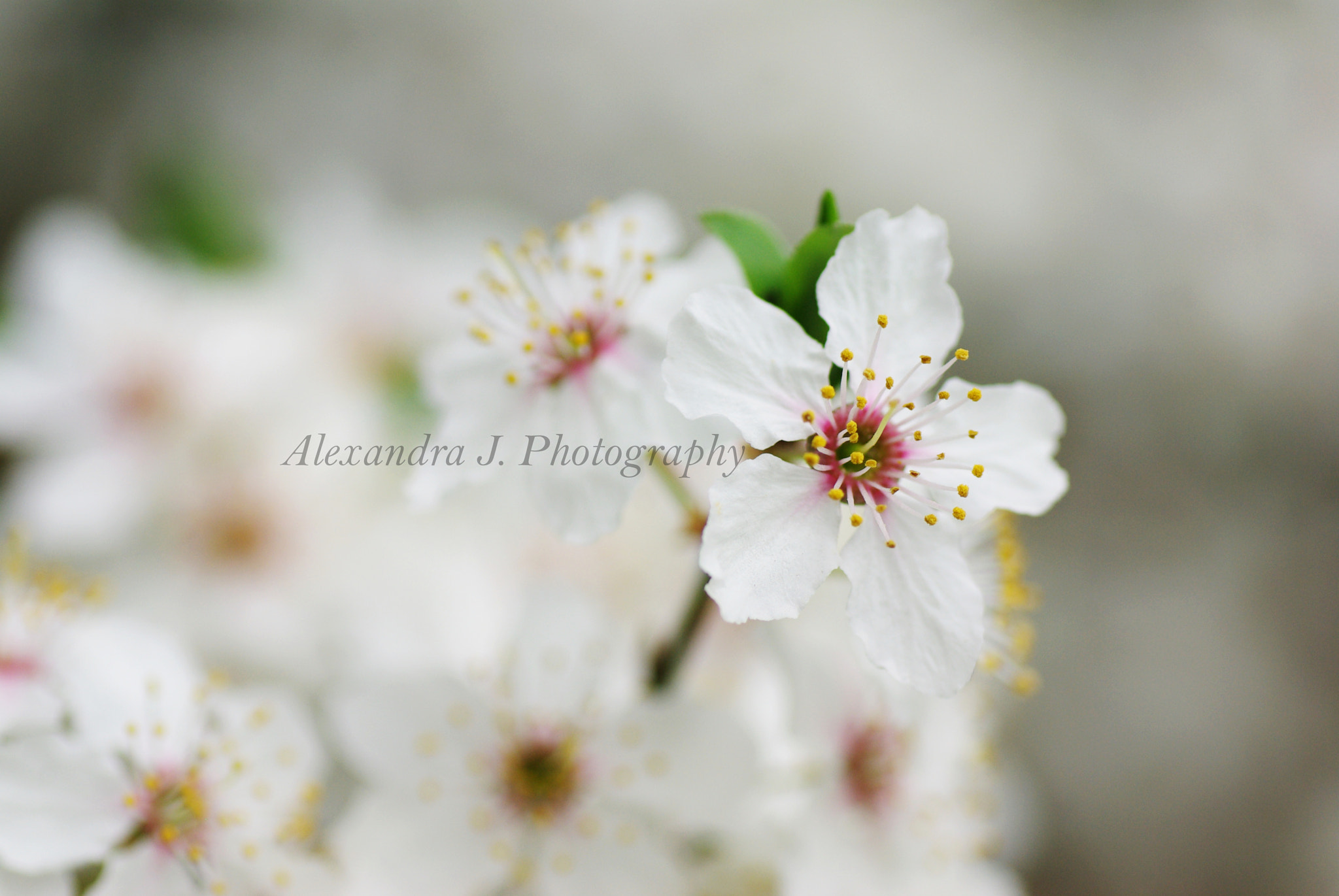 Pentax K10D sample photo