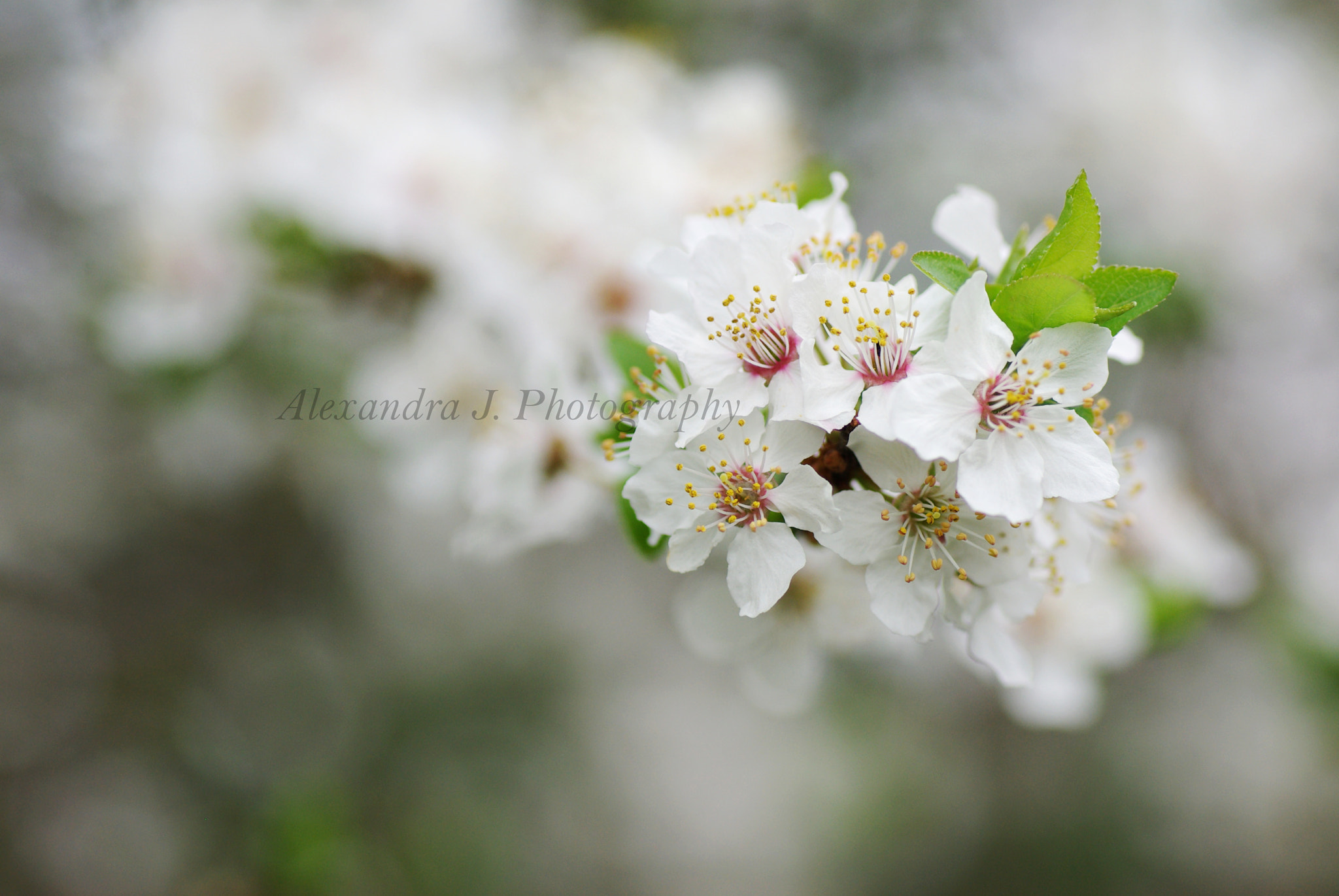 Pentax K10D sample photo