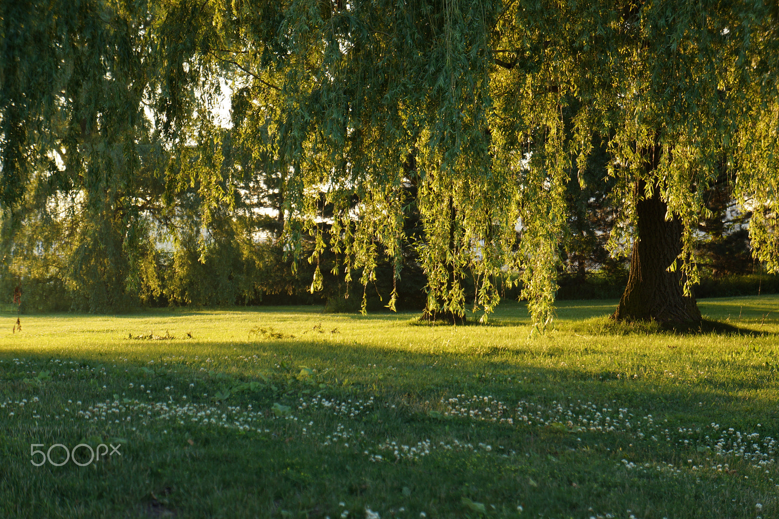 Sony E 18-55mm F3.5-5.6 OSS sample photo. Willow tree photography