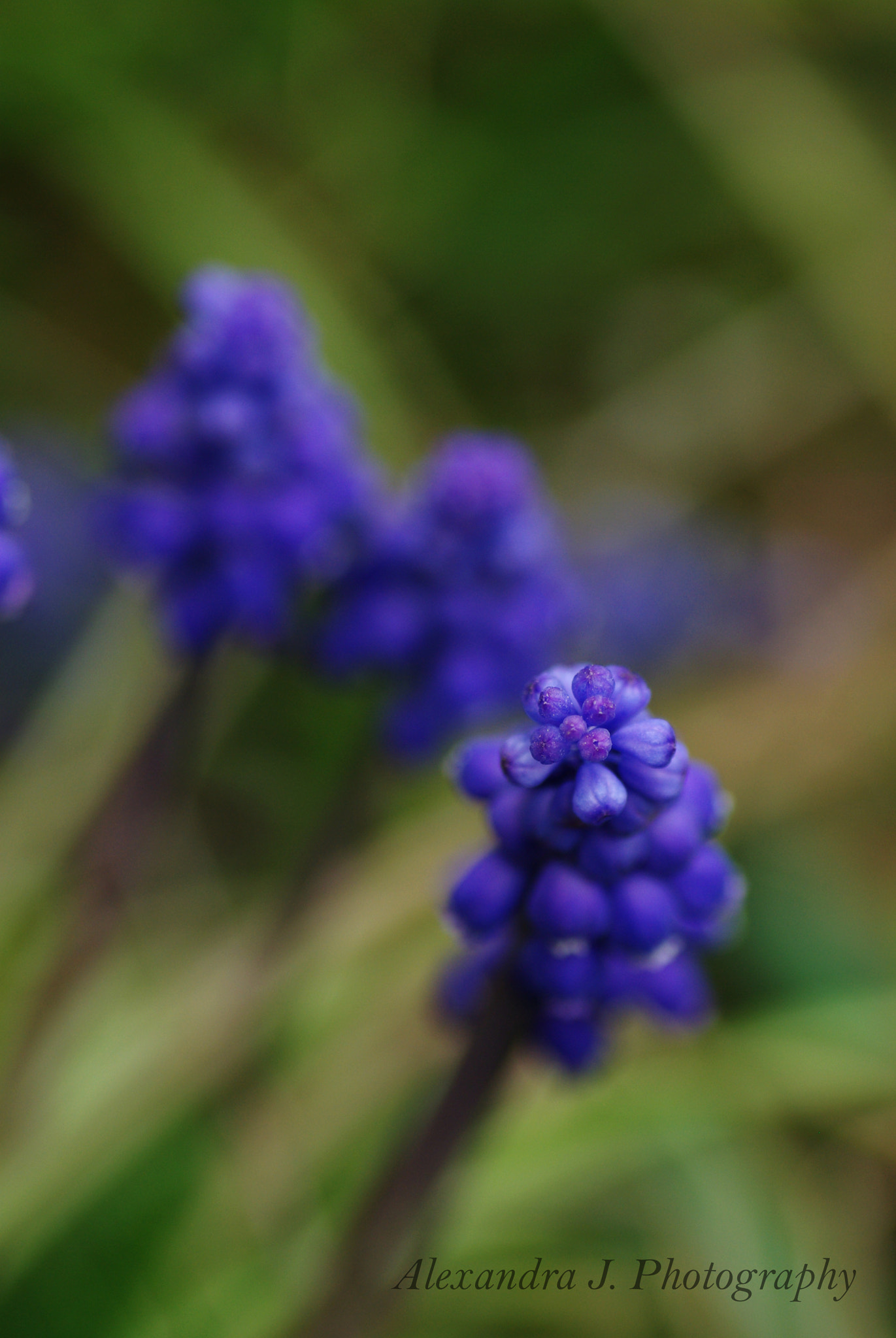 Pentax K10D sample photo