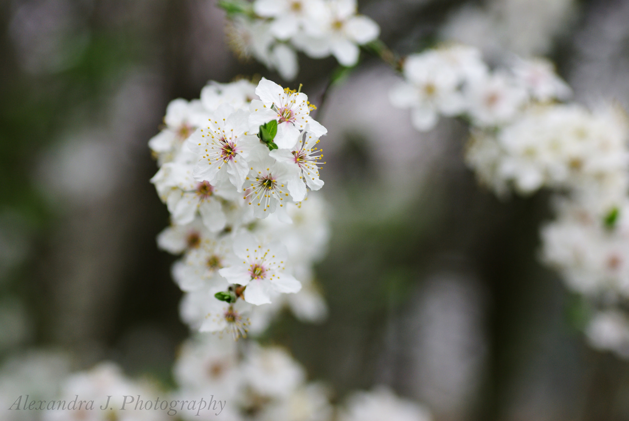 Pentax K10D sample photo
