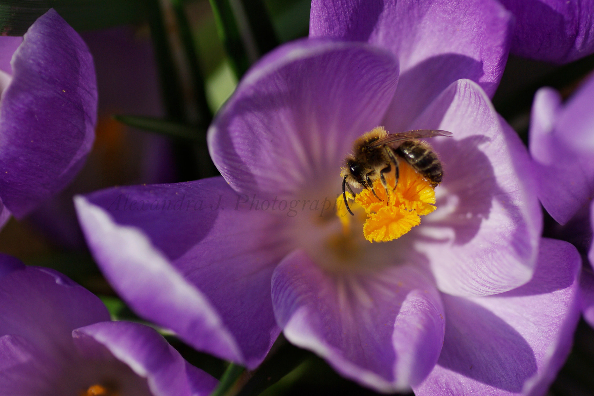 Pentax K10D sample photo
