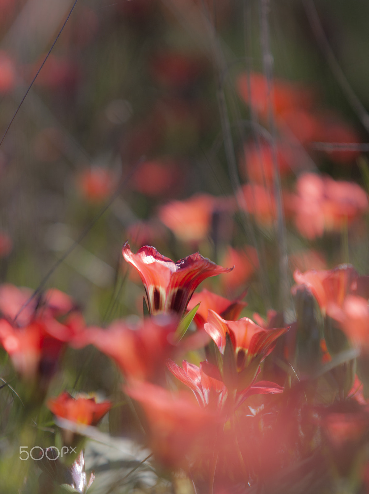 Canon EOS-1D Mark III sample photo. Romulea close up photography