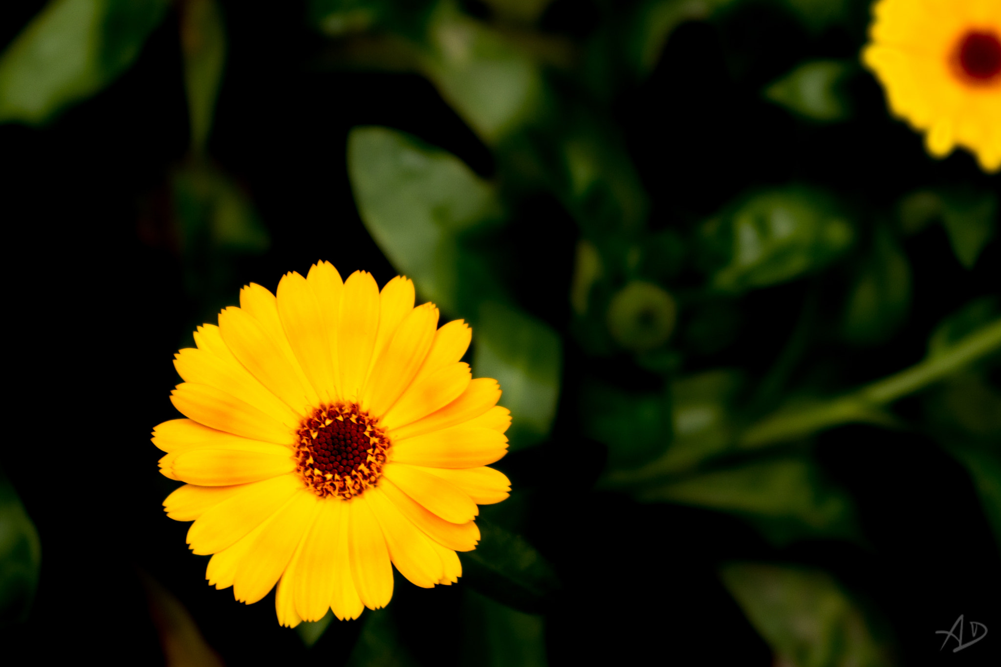 Samsung NX 20-50mm F3.5-5.6 ED sample photo. Marigold photography