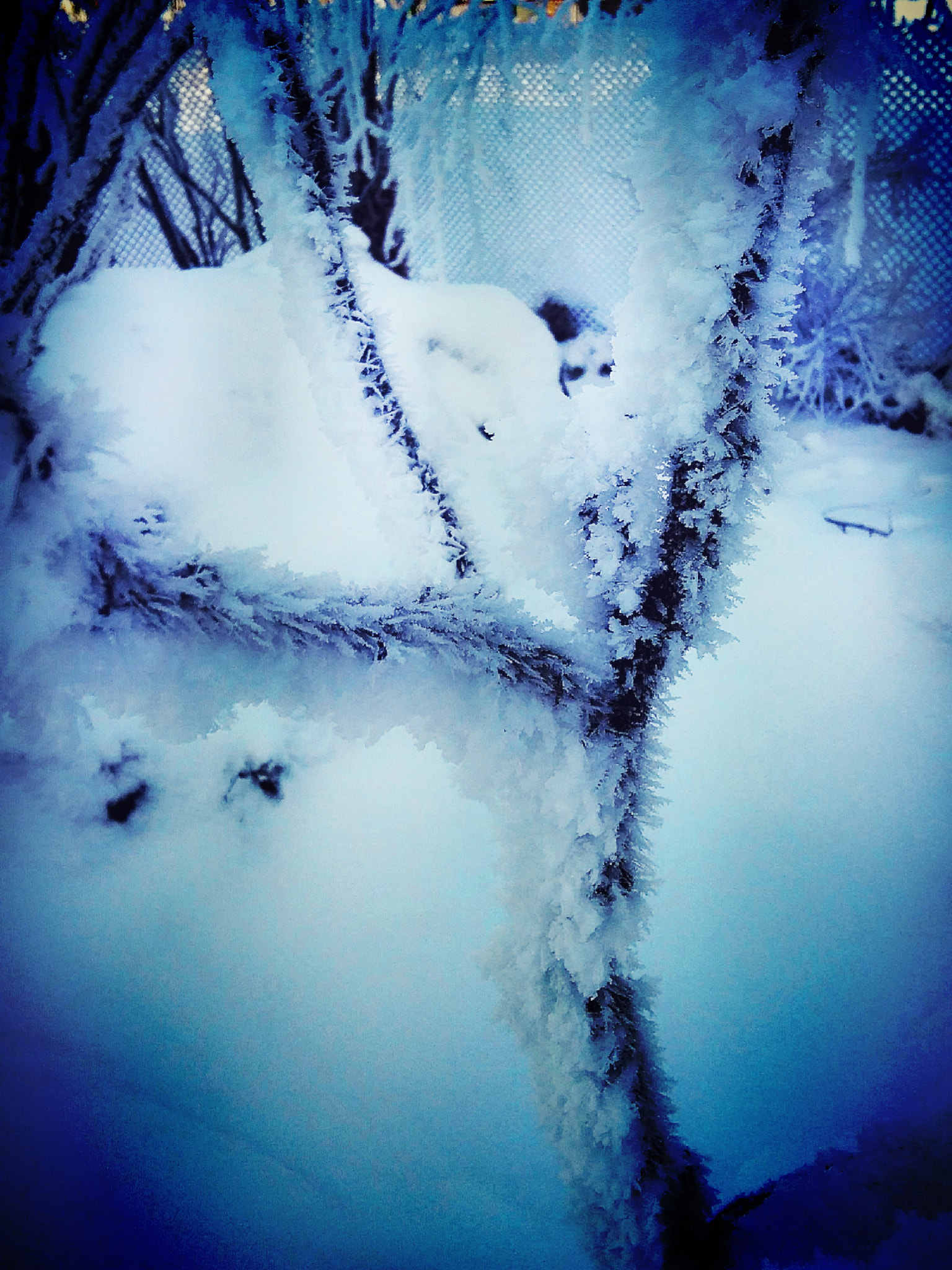 HUAWEI G620S-L01 sample photo. Snow white word photography