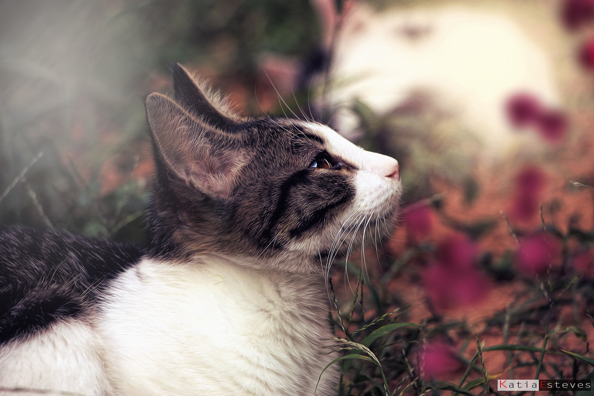 Canon EOS 40D sample photo. Cat photography