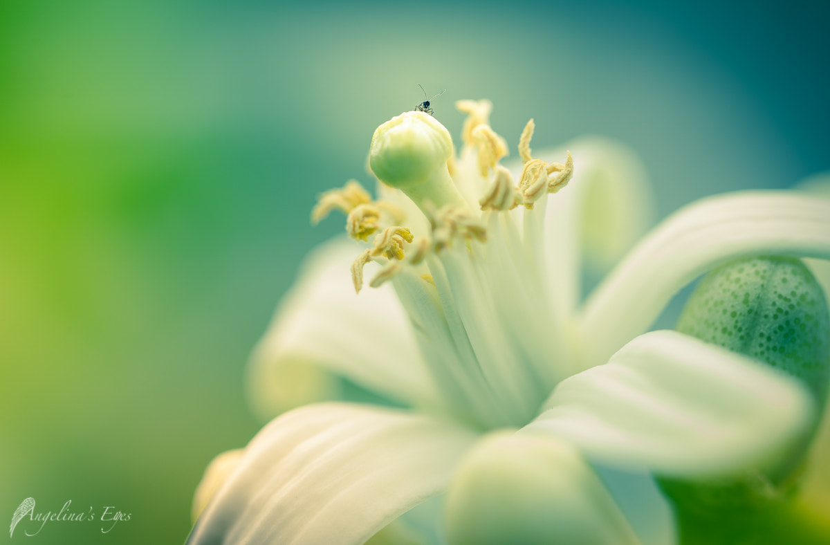 100mm F2.8 G SSM OSS sample photo. The summit photography