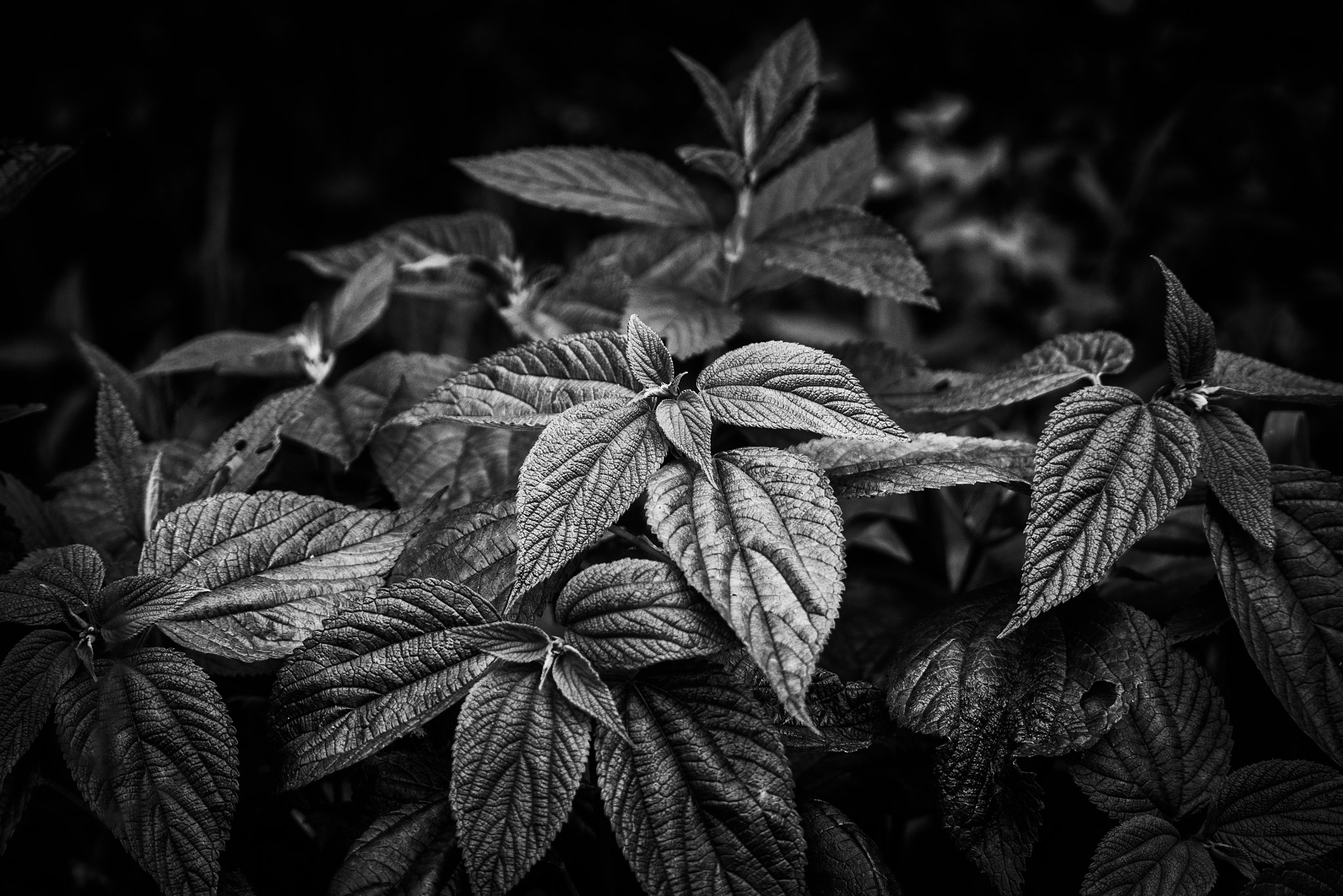 Panasonic Lumix G Vario 45-200mm F4-5.6 OIS sample photo. New growth photography