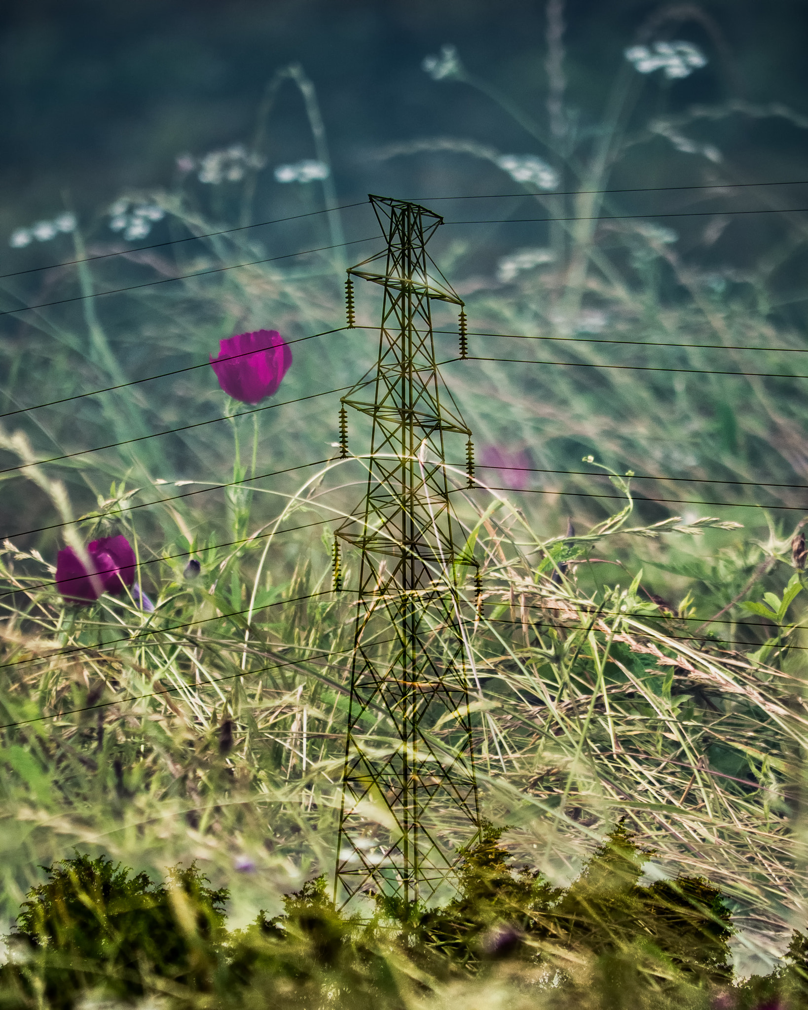 Panasonic Lumix G Vario 45-200mm F4-5.6 OIS sample photo. Coexisting with nature photography