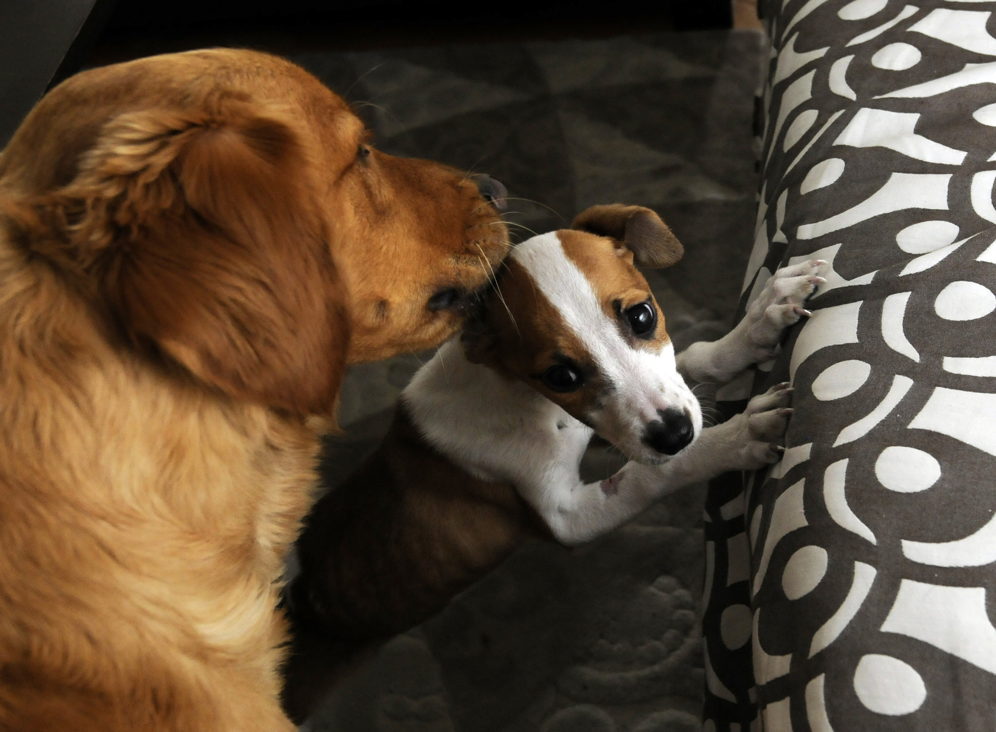Nikon D300S sample photo. Çilek and ares.... photography