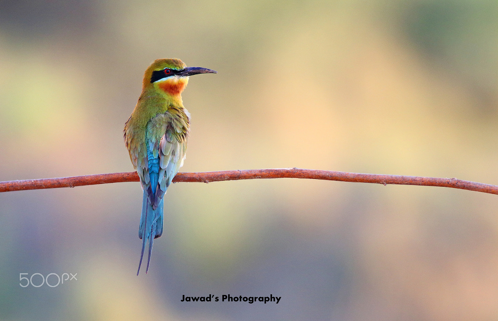 Canon EOS 70D + Canon EF 400mm F5.6L USM sample photo. Colors of nature ! photography