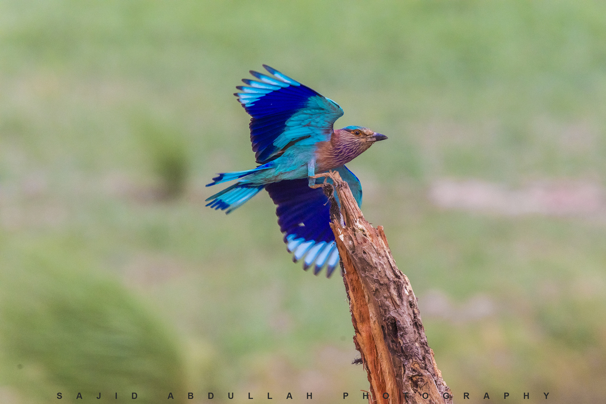Canon EOS 5DS R sample photo. Indian roller photography