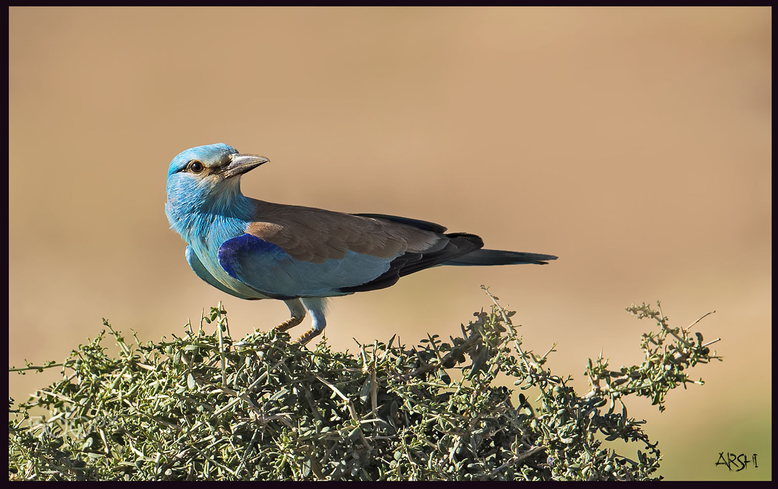 Nikon AF-S Nikkor 600mm F4E FL ED VR sample photo. I love my land photography