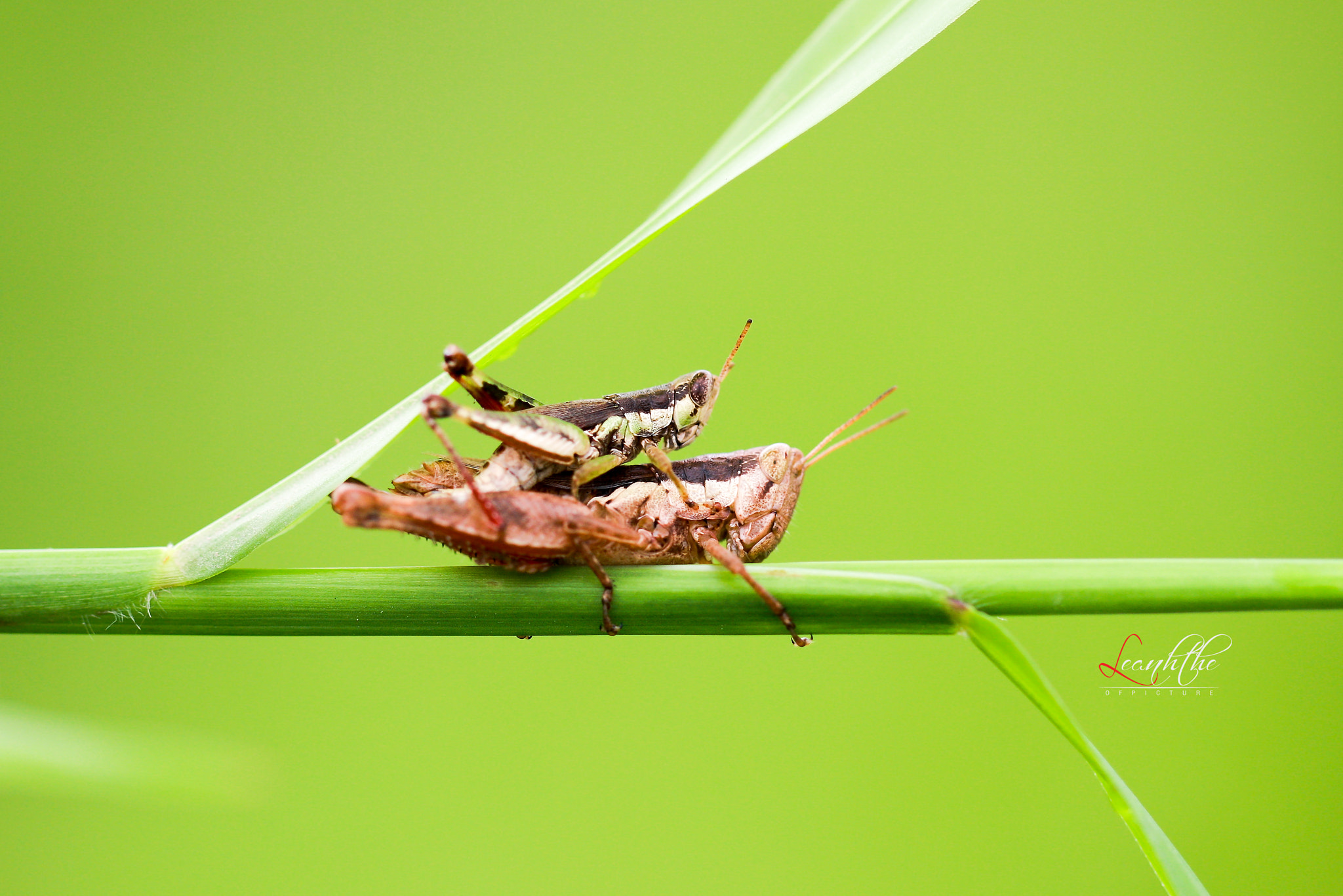 Canon EOS 40D + Canon EF 100mm F2.8L Macro IS USM sample photo. Sweet love photography