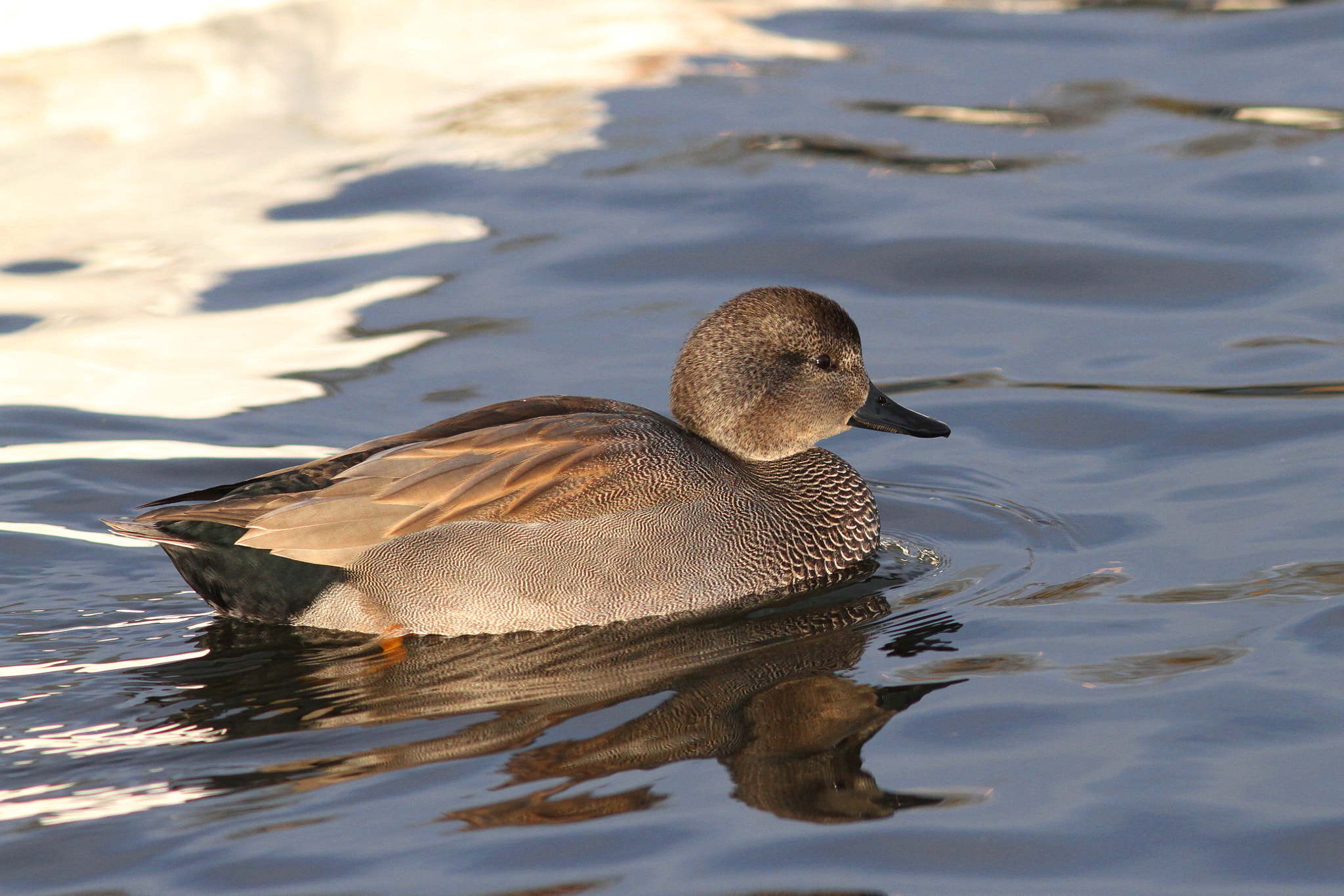 Canon EF 300mm F4L IS USM sample photo. Gadwall photography