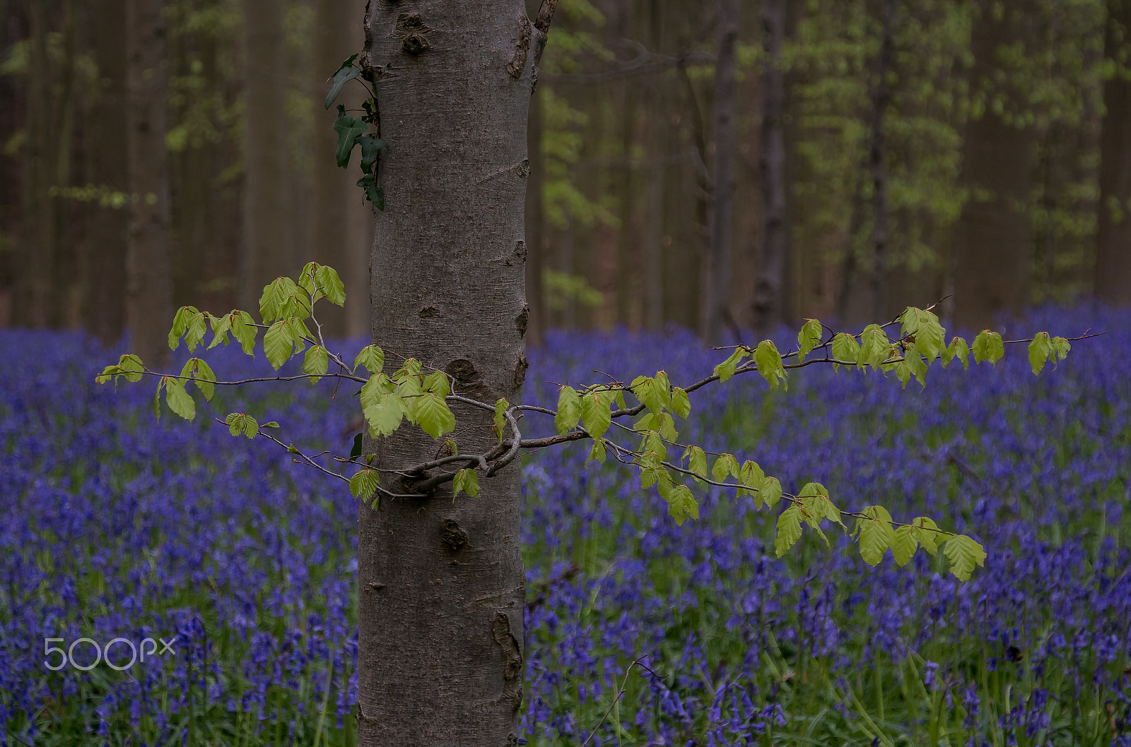 Samsung NX 18-200mm F3.5-6.3 ED OIS sample photo. Fresh leaves photography