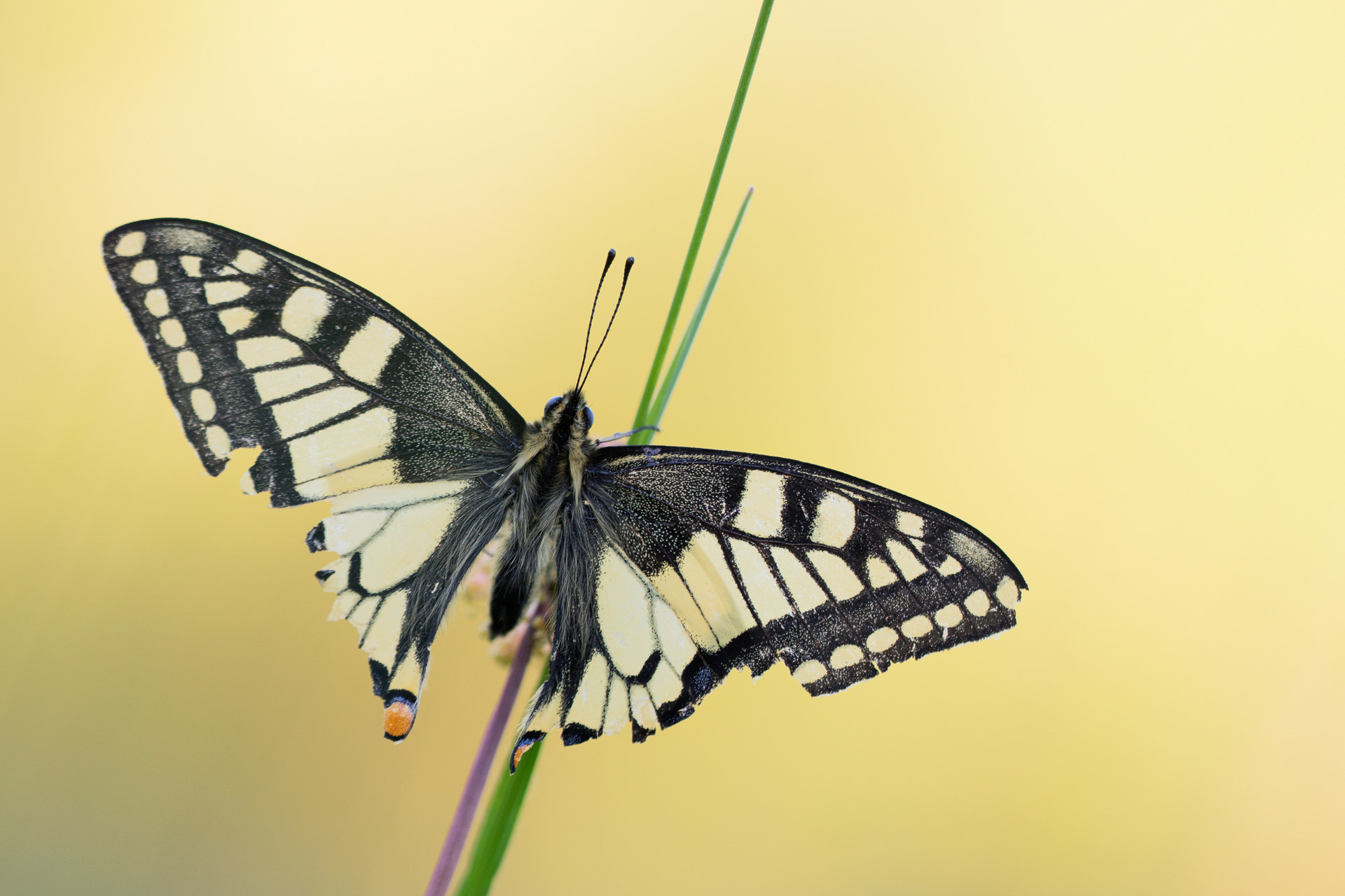 Sigma 150mm f/2.8 EX DG OS HSM APO Macro sample photo. Papilio machaon photography