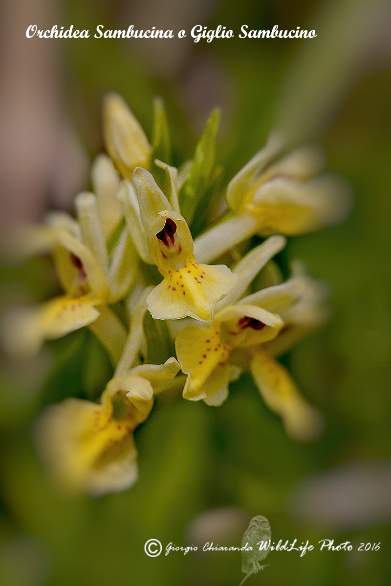 Sigma APO Macro 150mm f/2.8 EX DG HSM sample photo. Orchidea sambucina o giglio sambucino photography
