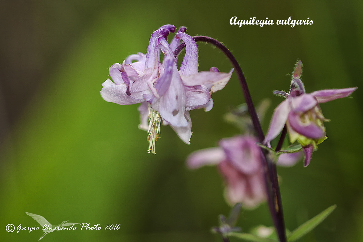 Sigma APO Macro 150mm f/2.8 EX DG HSM sample photo. Aquilegia vulgaris photography