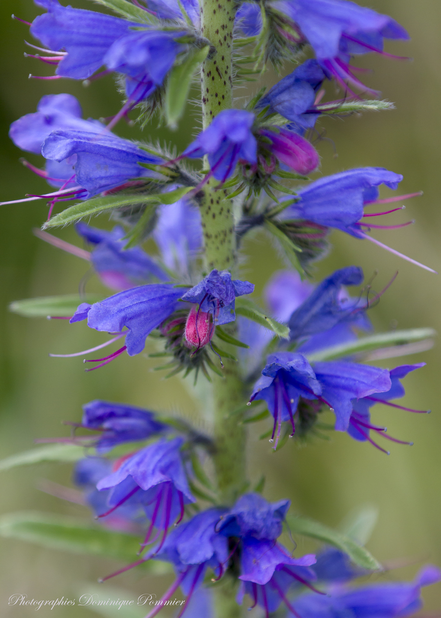 Canon EF 70-200mm F2.8L IS II USM sample photo. Vipérine photography