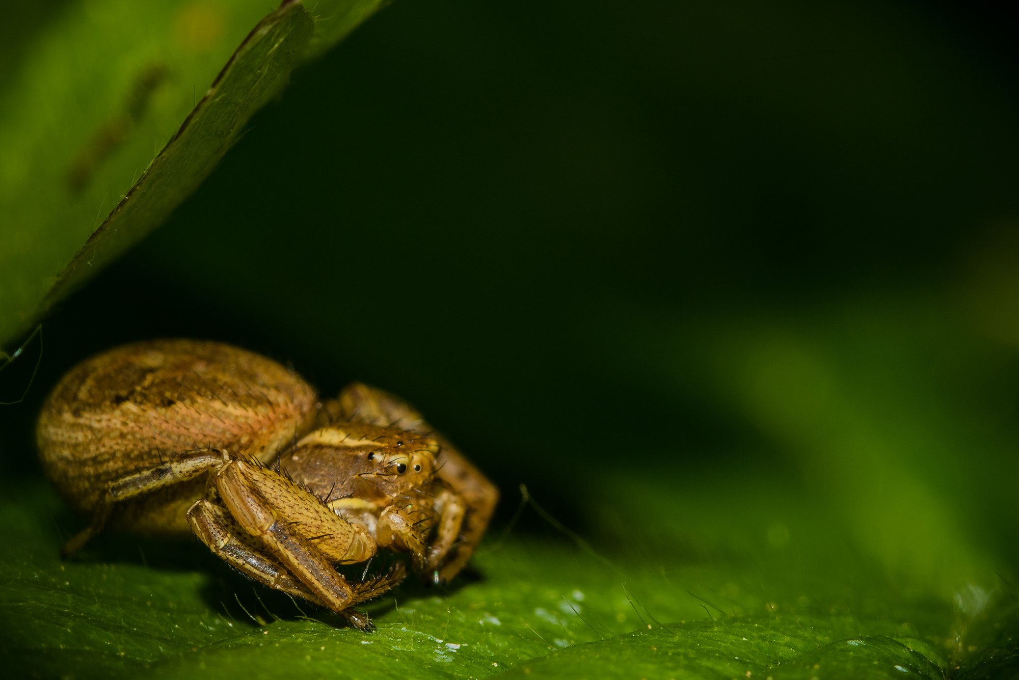 Nikon D810 + Nikon AF Micro-Nikkor 200mm F4D ED-IF sample photo. You sulk ? photography