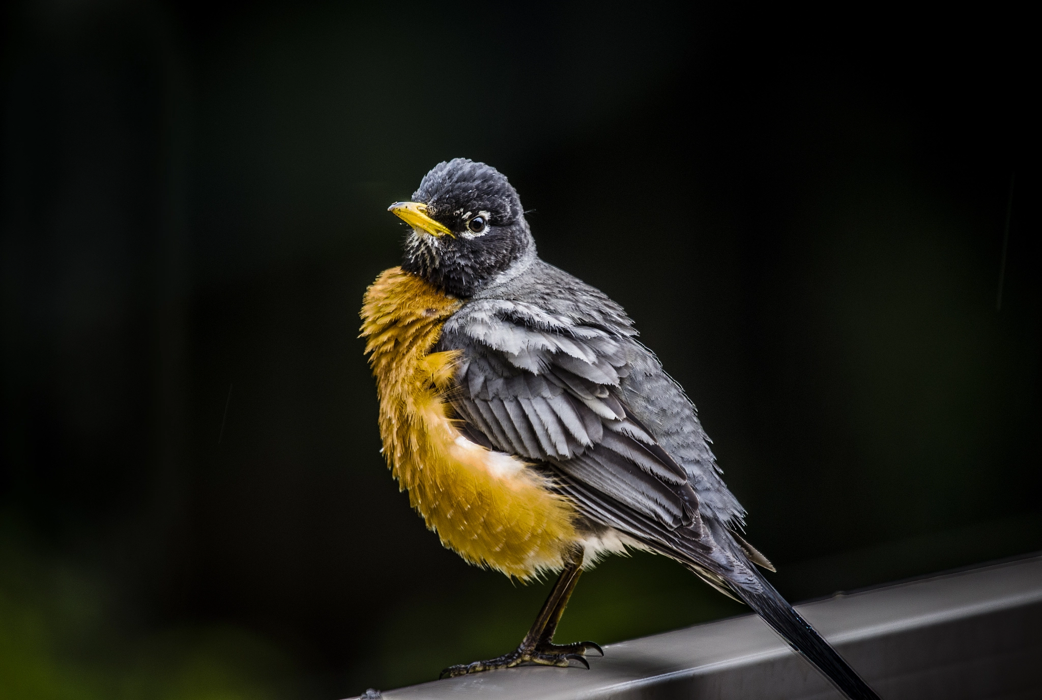 Canon EF 100-400mm F4.5-5.6L IS USM sample photo. Robin photography