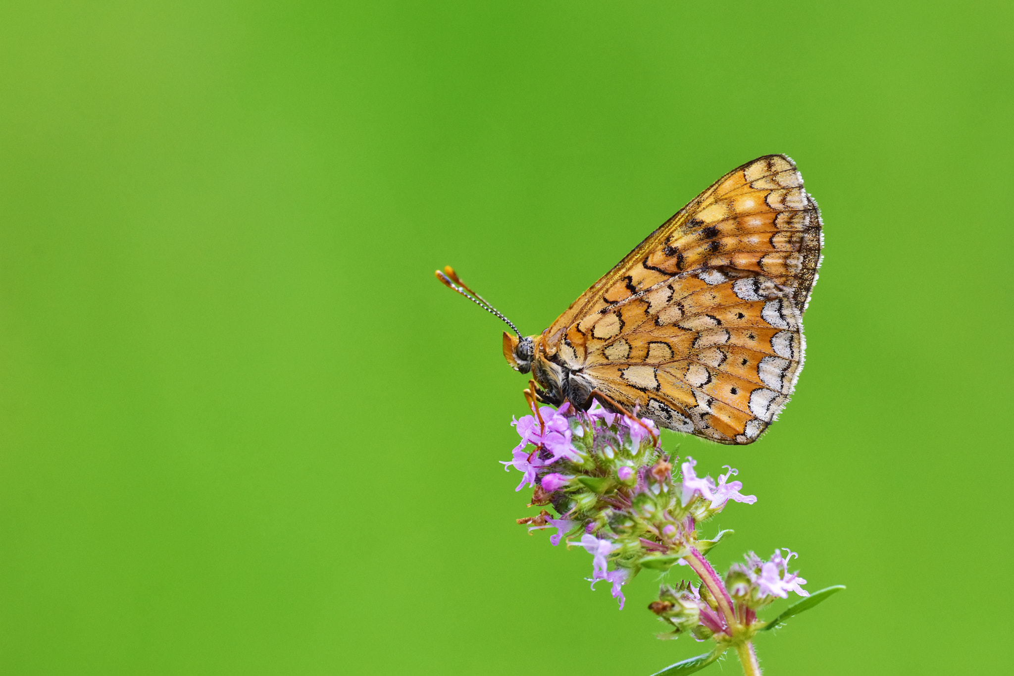 Nikon D7200 + AF Zoom-Nikkor 35-70mm f/2.8D N sample photo. Euphydryas aurinia photography