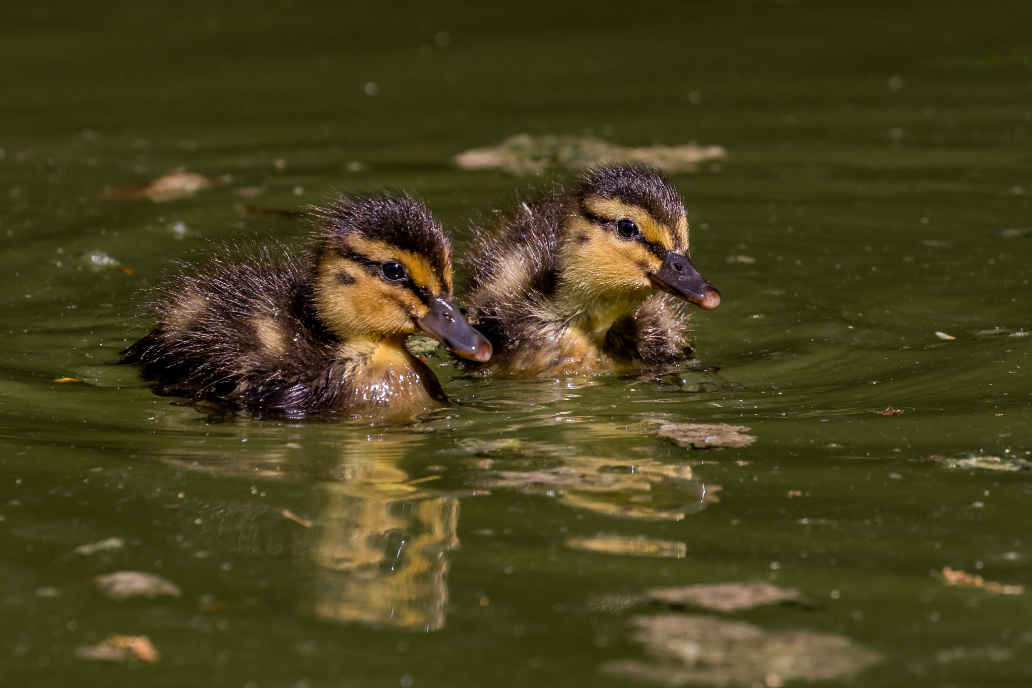 Canon EOS 80D + Canon EF 100-400mm F4.5-5.6L IS II USM sample photo. Young mallard photography