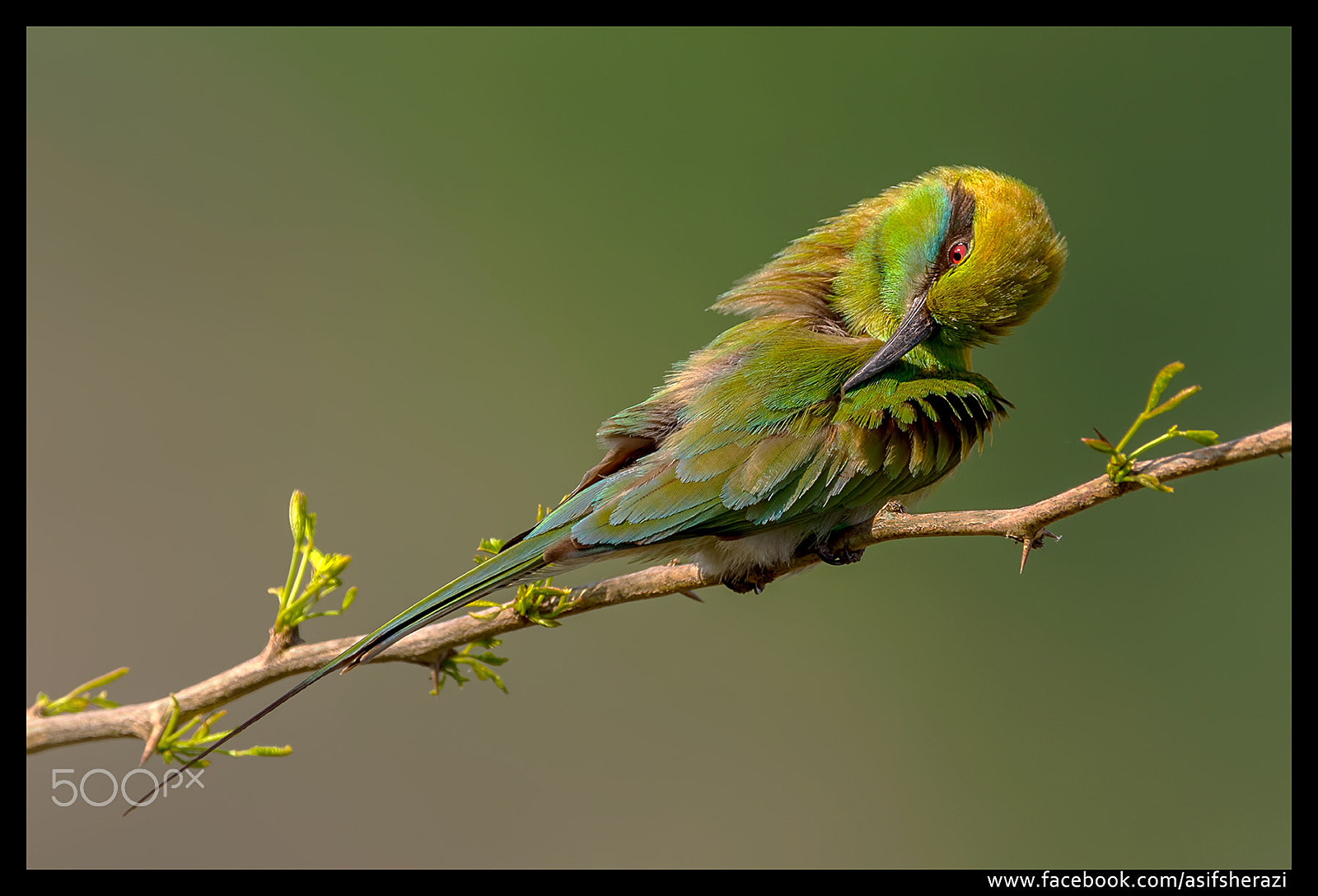 Nikon AF-S Nikkor 600mm F4E FL ED VR sample photo. Beauty of the nature photography
