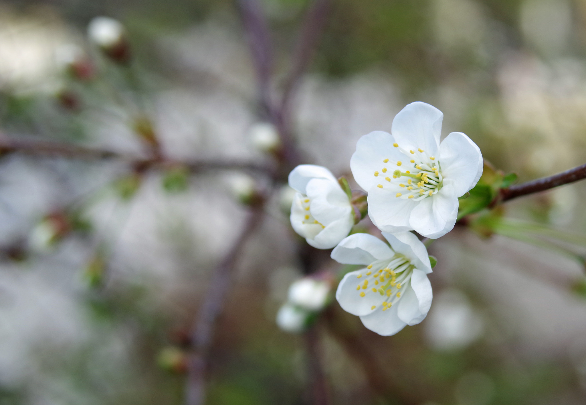 PENTAX-F 28-80mm F3.5-4.5 sample photo. Cherry photography