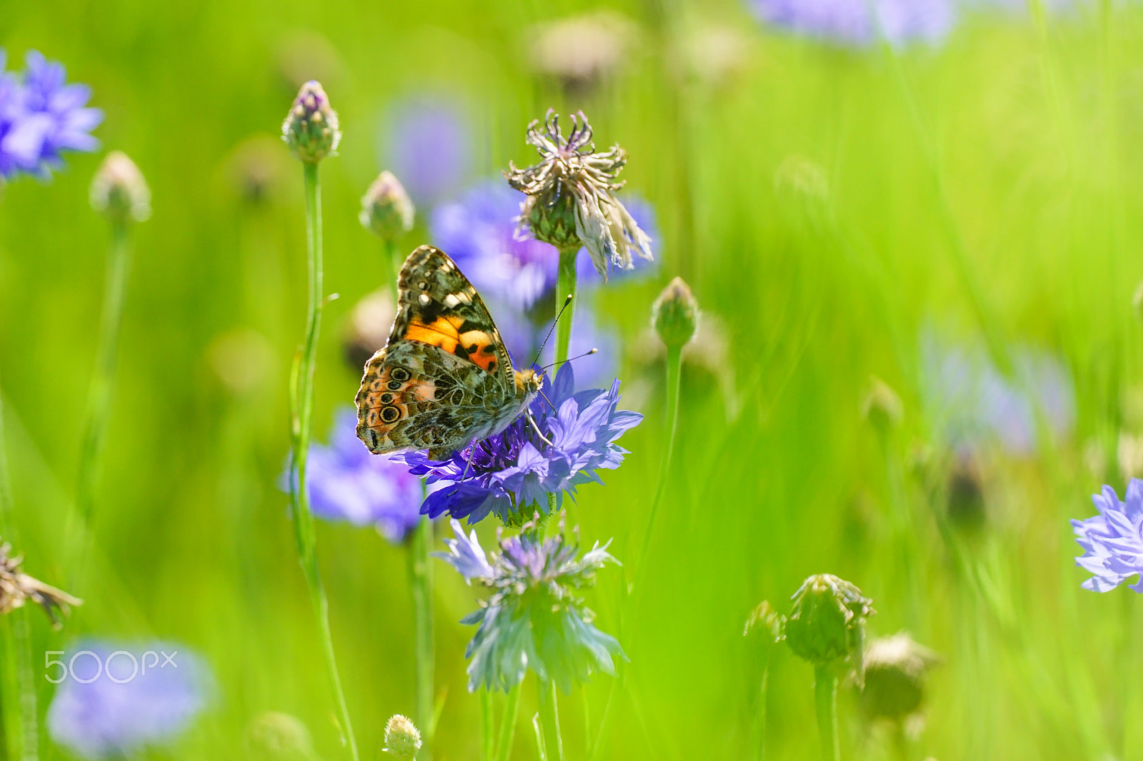 Sony ILCA-77M2 + Minolta AF 100mm F2.8 Macro [New] sample photo. The painted lady photography