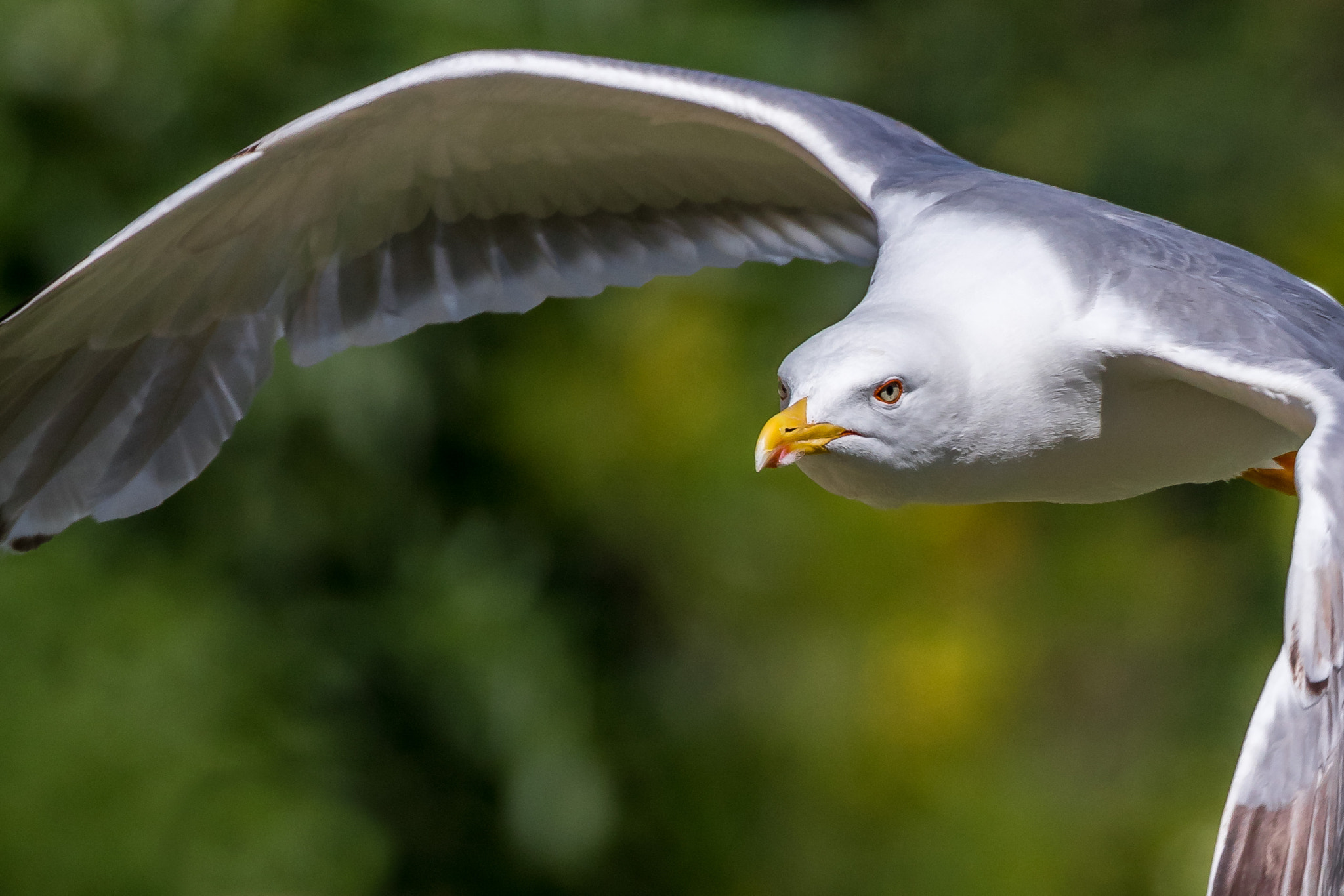 Canon EOS 80D + Canon EF 100-400mm F4.5-5.6L IS II USM sample photo. Flying gull ! photography