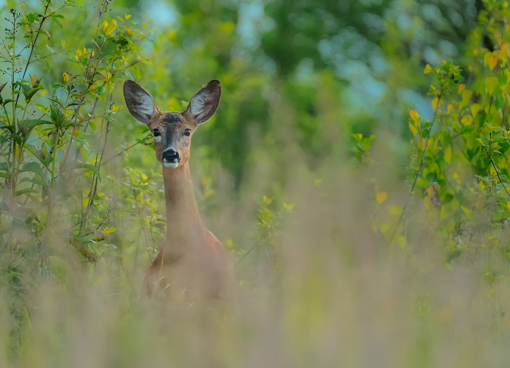 Nikon D3 sample photo. Curiosity killed the cat..but not this deer photography