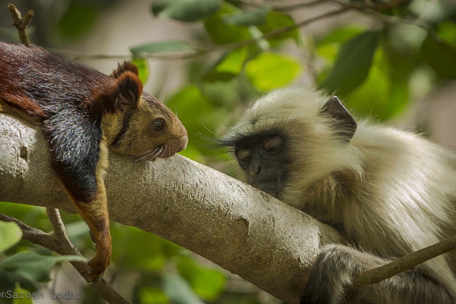 Canon EOS-1D X + Canon EF 400mm F2.8L IS USM sample photo. Tete- a- tete photography