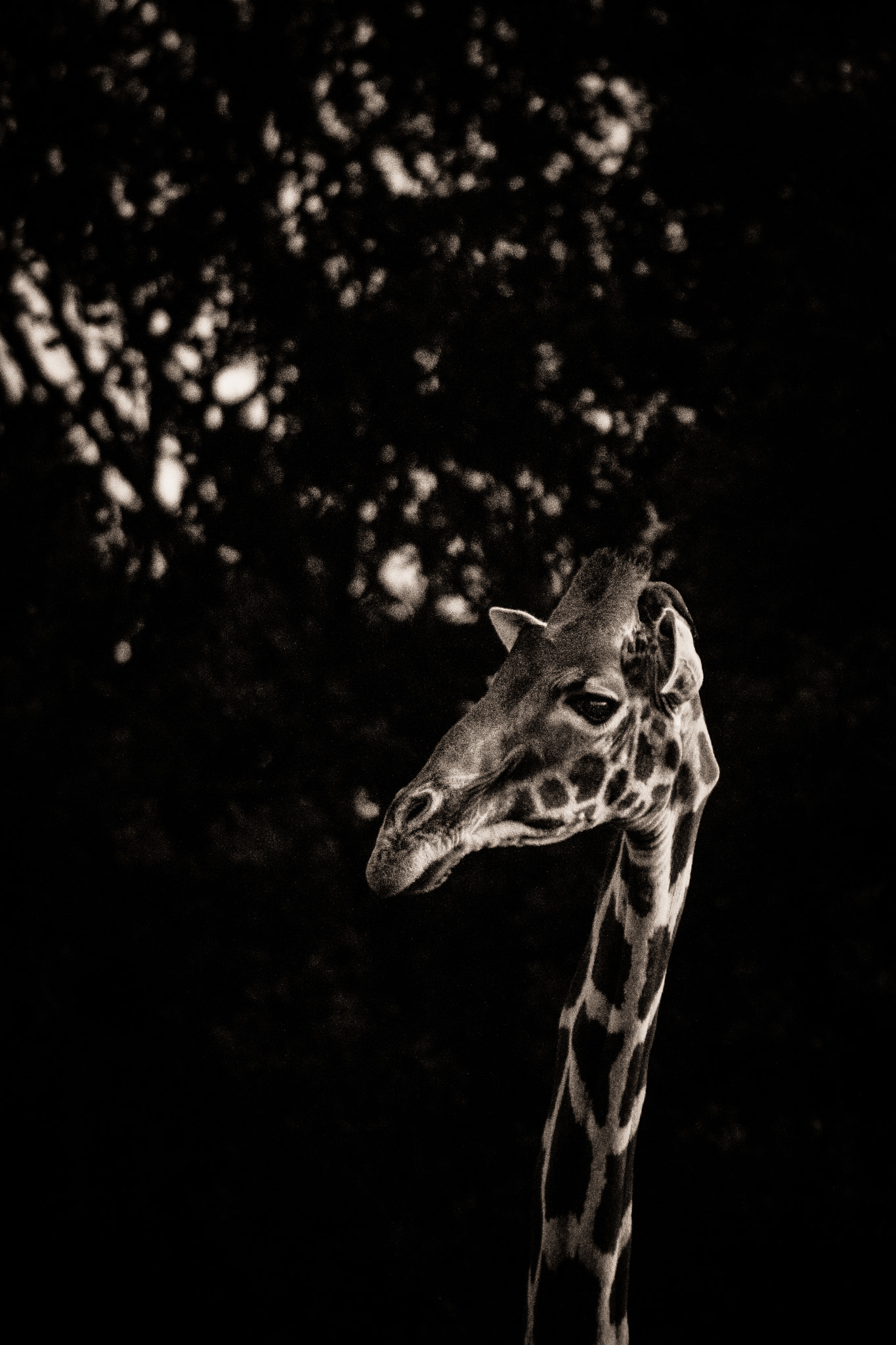 Canon EOS 7D + Canon EF 400mm f/2.8L sample photo. Giraffe photography
