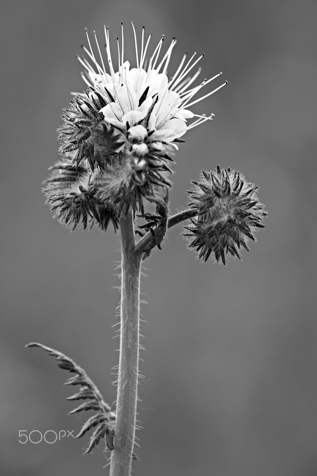 Canon EF 180mm F3.5L Macro USM sample photo. Scorpionweed b/w photography