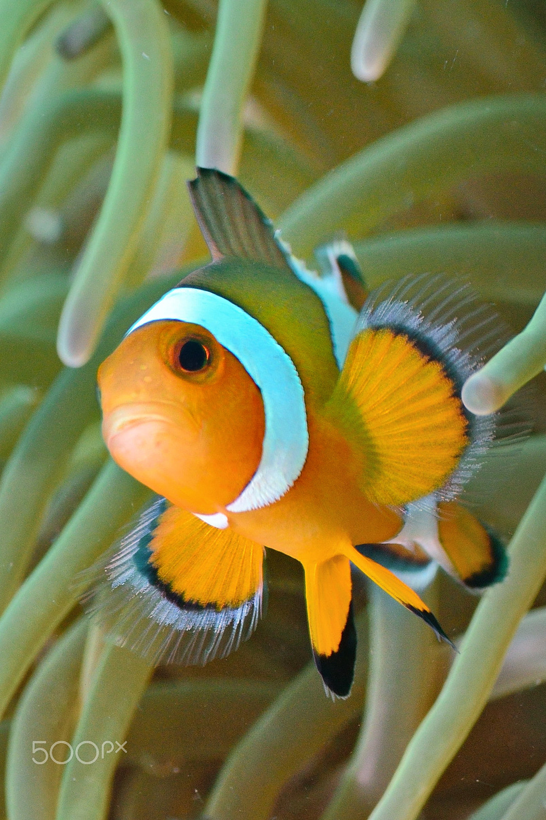 Nikon D800E sample photo. Anemone clownfish photography