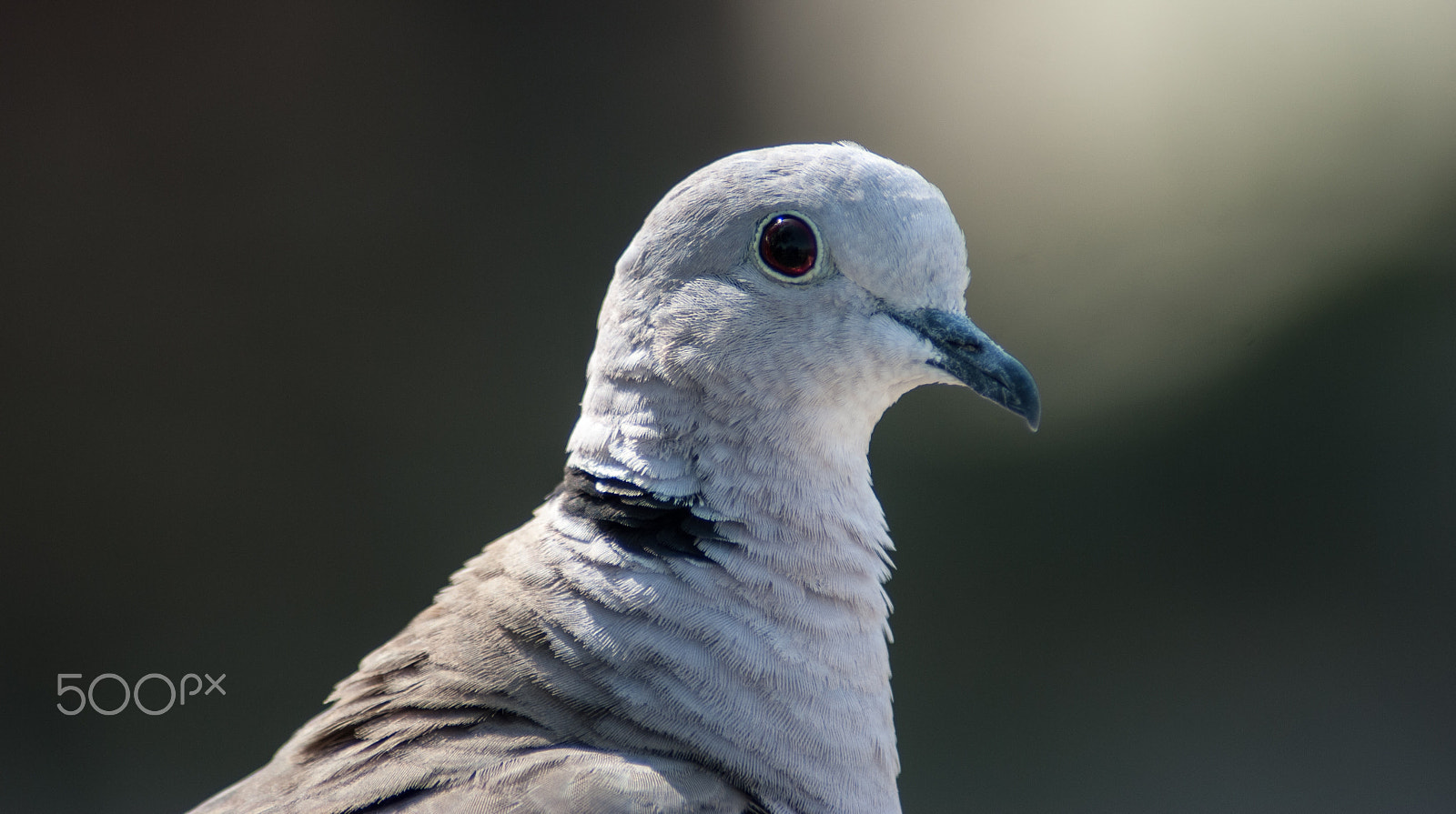 Nikon D3000 sample photo. An immature collared dove photography