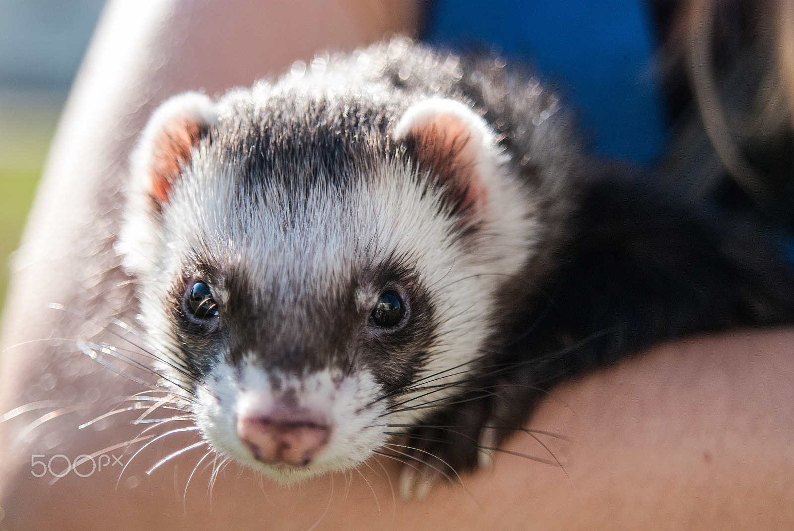 Nikon D80 + Sigma 28-70mm F2.8 EX DG sample photo. Little ferret portret photography