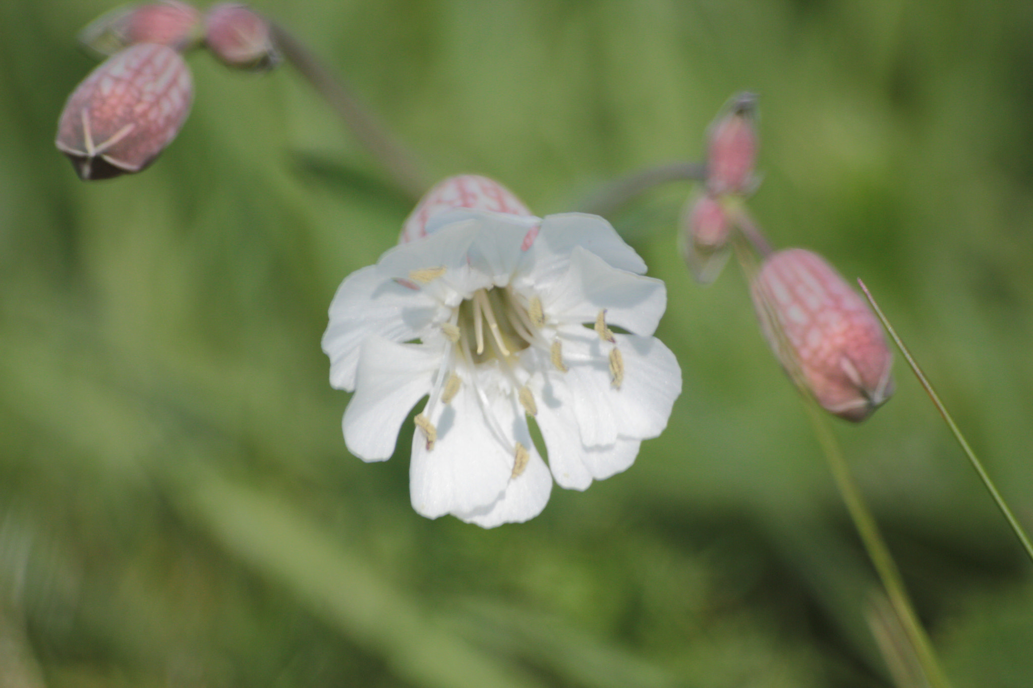 Sigma 70-300mm F4-5.6 APO DG Macro sample photo. Start of spring photography