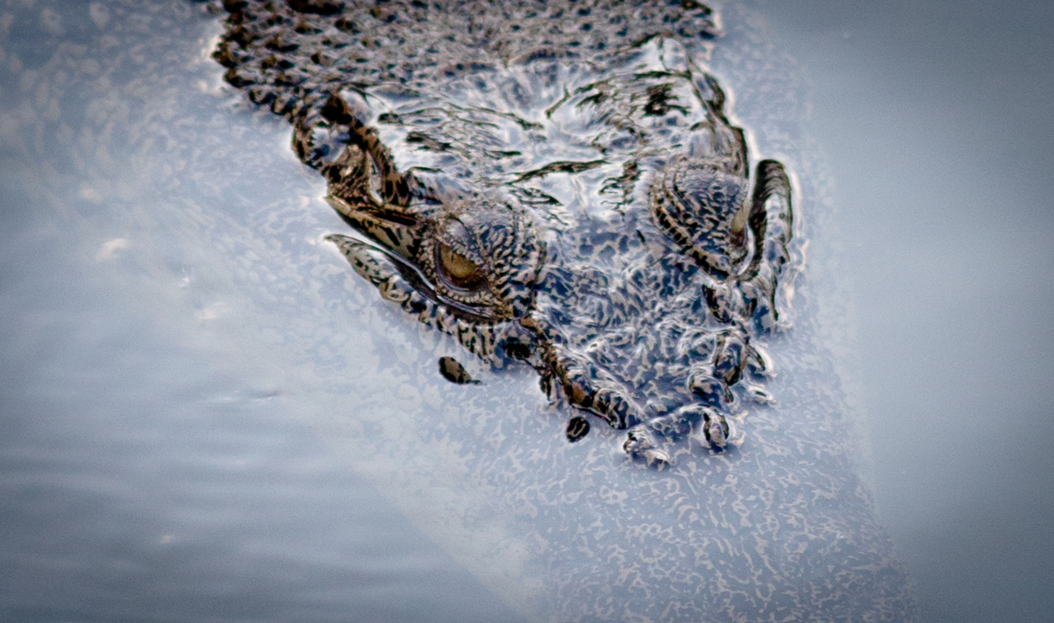 Canon EF 300mm F4L IS USM sample photo. The buaya photography