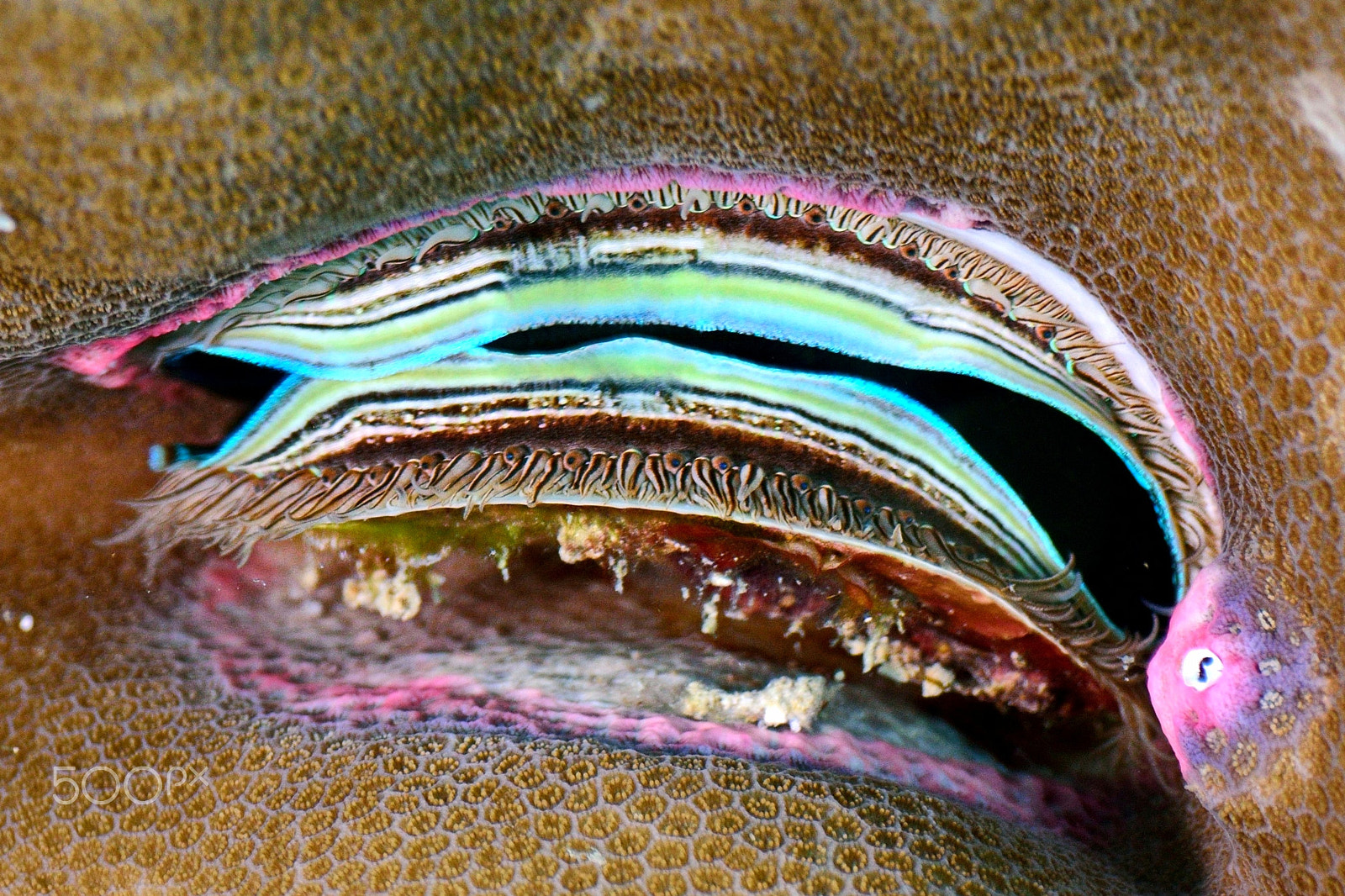 Nikon D800E sample photo. Coral scallop photography