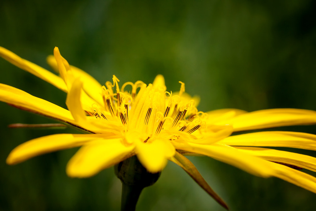 Canon EOS 50D + Canon EF 50mm F2.5 Macro sample photo. Yellow, 'cause i love you yellow photography