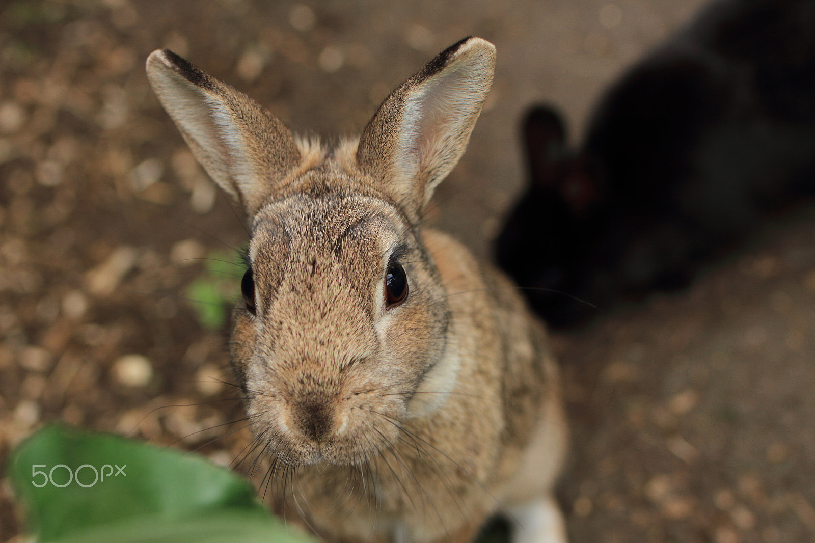 Tamron SP 35mm F1.8 Di VC USD sample photo. I am hungry photography